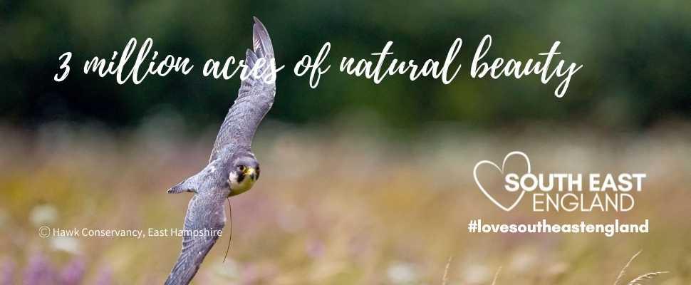 Discover the South's 3 million acres of natural beauty, including two national parks and nine Areas of Outstanding Natural Beauty.  Image was taken by the Hawk Conservancy, Andover, Hampshire
