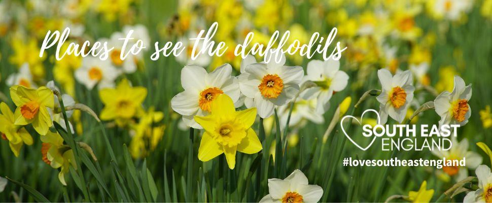 Top places to see the daffodils in South East England
