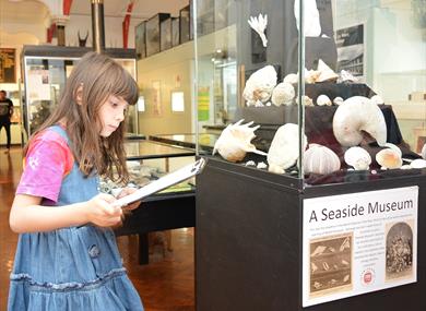 Child reading information by a display of seashells at Bexhill Museum