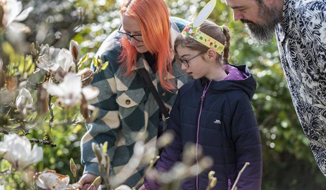 A family of three in the garden in front of a magnolia tree taking part in the Easter trail
