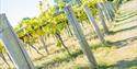 Vines at Stanlake Park Wine Estate