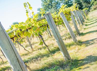 Vines at Stanlake Park Wine Estate