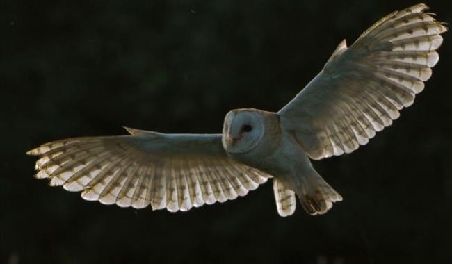 Evening Owls at Hawk Conservancy Trust