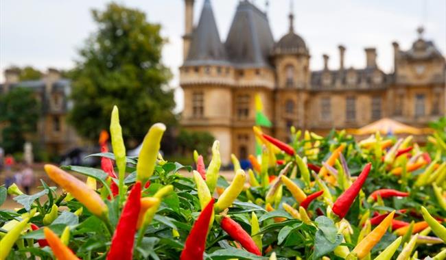 Chilli plants in front of the Manor