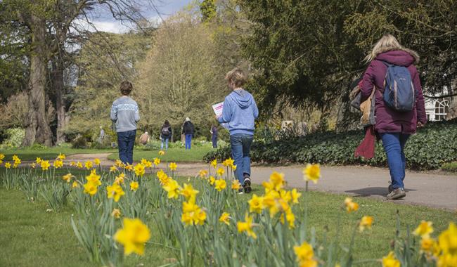 Daffodils in the garden where children are enjoying an Easter Trail