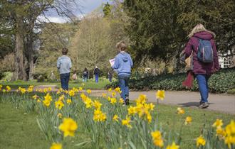Daffodils in the garden where children are enjoying an Easter Trail
