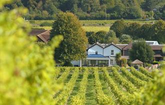 Denbies Crush pad Tasting and Vineyard Talk with Pop-up Food & Wine Matching in the Vineyard