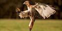 Falcon flying at Tapnell Farm Park, Yarmouth, events, things to do