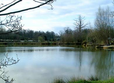 Frant Lakes Fishery
