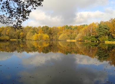 Hammond Pond at Lightwater Country Park
