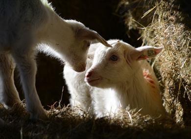 Lambs at Farmer Gow's