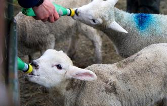 Bottle feeding lambs at Hogshaw Farm & Wildlife Park