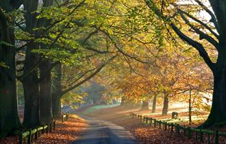 Autumn leaves at the entrance to Mote Park in the heart of Maidstone, Kent.  Credit Maidstone Borough Council.
