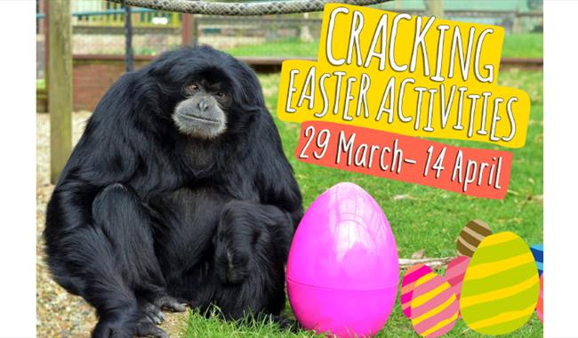 Cracking Easter Activities at Monkey Haven