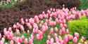 pink tulips in a border with red foliage in the background.