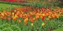 yellow, orange and red tulips filling wide borders.