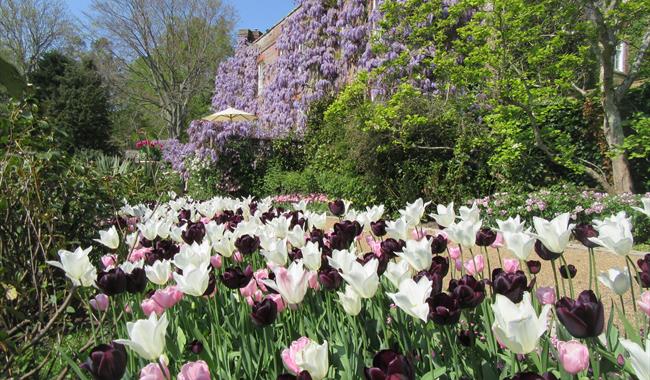 border of tulips in foreground with wisteria-covered building beyond.