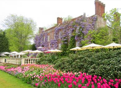 Tulips on the Back Terrace at Pashley Manor Gardens, East Sussex - credit Kate Wilson