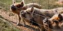 Three little Kune Kune pigs at Fairy-tale Week, Tapnell Farm Park, Isle of Wight, May Half Term