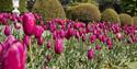 Tulips Waddesdon Manor