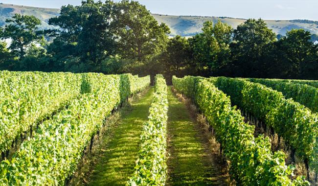 Ridgeview Chardonnay vines