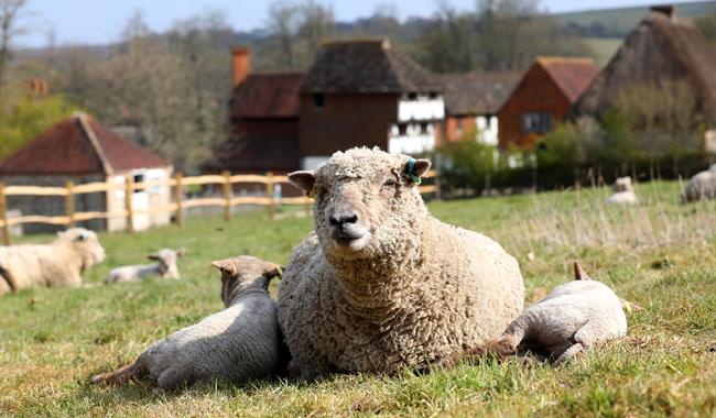 Easter Holiday Activities at Weald & Downland Living Museum