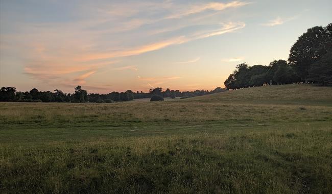 Petworth Late: Summer Solstice