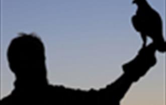 silhouette of man holding bird