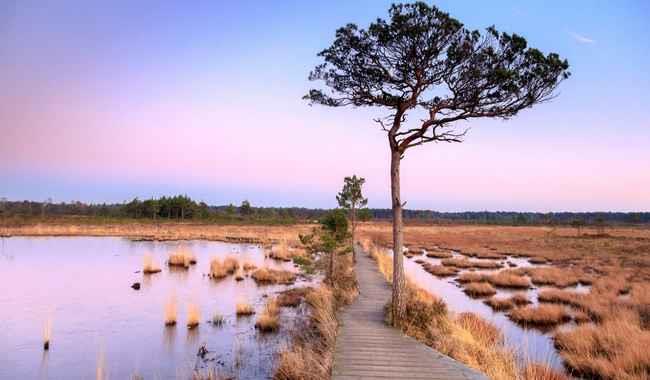 Thursley Nature Reserve in the Surrey Hills