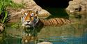 Wildheart Animal Sanctuary, Sandown, Things to Do, Tiger Swimming