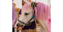 Unicorn at Fairy-tale Week, Tapnell Farm Park, Isle of Wight, May Half Term
