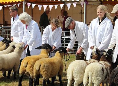 Livestock at the Royal Isle of Wight County Show  2023 - What's On, events