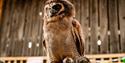 Owl at Fairy-tale Week, Tapnell Farm Park, Isle of Wight, May Half Term