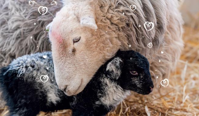 Love and Lambs at Odds Farm Park