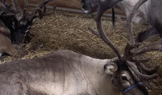 Meet Father Christmas and his reindeers before the big day!