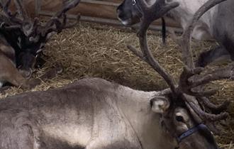Meet Father Christmas and two of his reindeers before the big day!