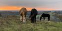 Wild ponies at Cissbury Ring near Worthing, West Sussex