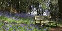 Bluebells in the Spring near Leith Hill