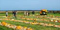 Pumpkin Field at Tapnell Farm Park at Halloween event, Isle of Wight, What's On