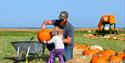 Picking Your Pumpkin at Tapnell Farm Park at Halloween event, Isle of Wight, What's On
