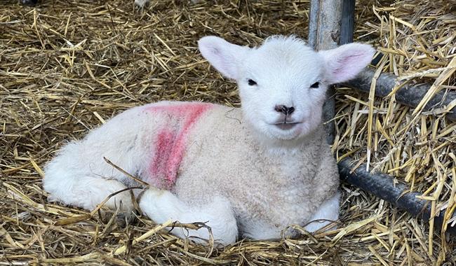 A newborn lamb at Godstone Farm.