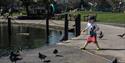 photograph of small boy in park chasing pigeons by a pond