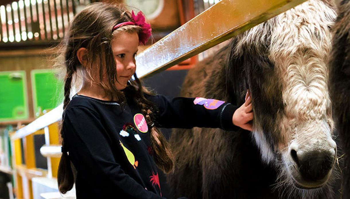 A child stroking a donkey at Farmer Teds.