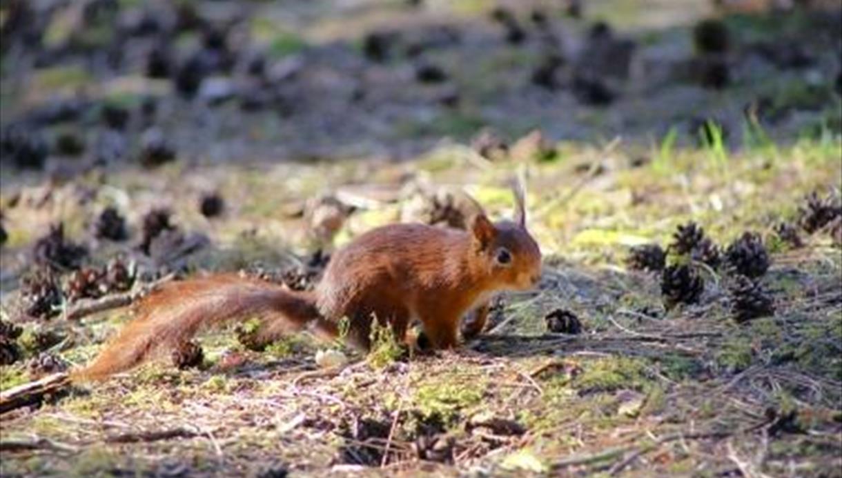 Squirrel Cycle Route