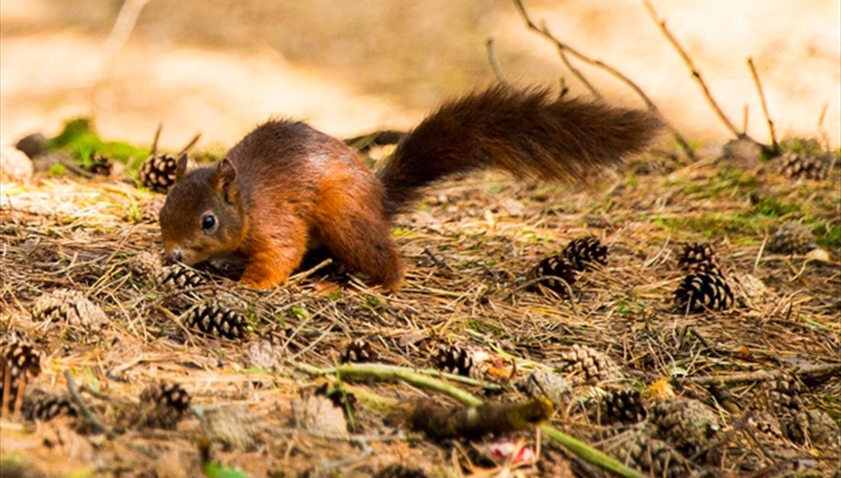 Formby Red Squirrel Reserve Visit Southport