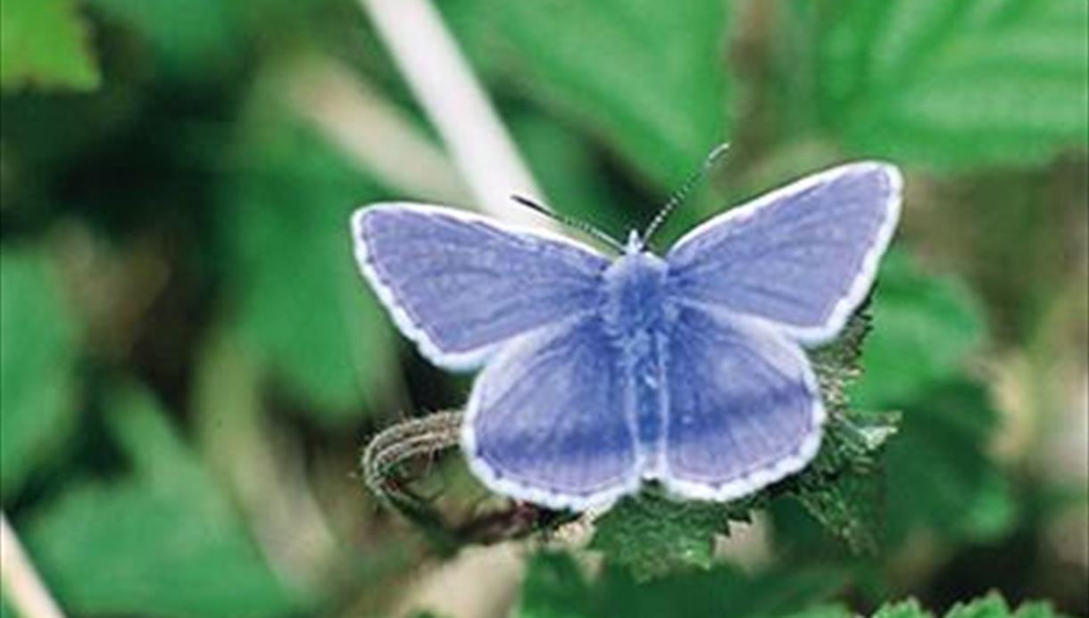 Butterfly Cycle Route