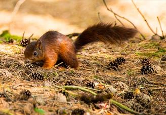 Formby Red Squirrel Reserve