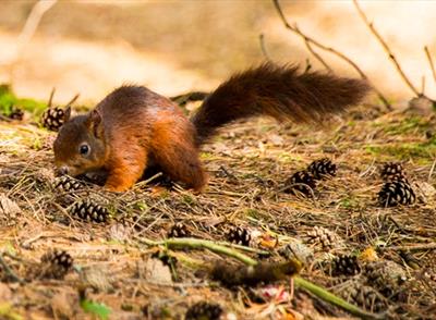 Formby Red Squirrel Reserve
