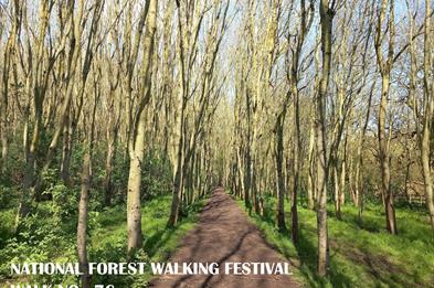 National Forest Walking Festival 76: Stapenhill Hollows Walk