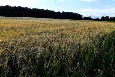 Brankley Pasture, Photo by Tim Wayne